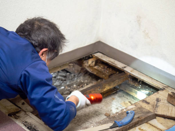 Trusted Vass, NC Mold Removal Experts