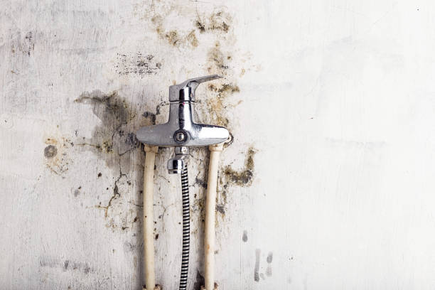 Best Home Mold Removal  in Vass, NC