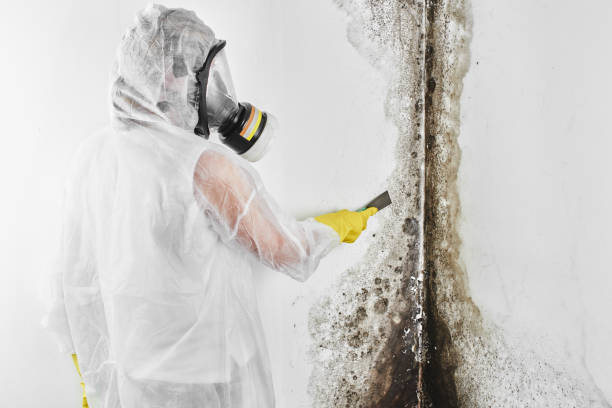 Best Certified Mold Removal  in Vass, NC