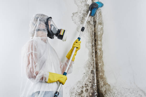 Office Mold Removal Services in Vass, NC