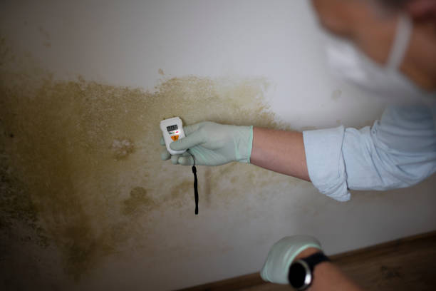 Best Mold Removal Company Near Me  in Vass, NC