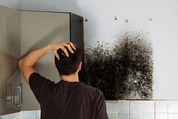 Attic Mold Removal in Vass, NC