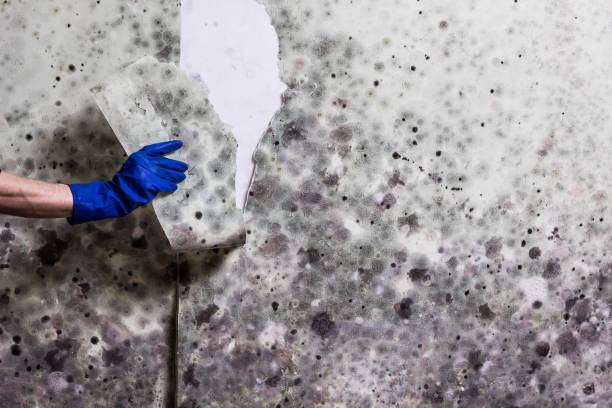 Home Mold Removal in Vass, NC