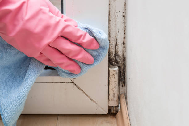 Best Black Mold Removal  in Vass, NC