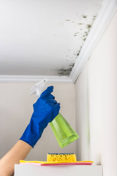 Best Emergency Mold Removal  in Vass, NC